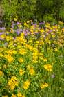 USA, Texas, Hill Country. Blooming Huisache daisies and verbena. Art Print